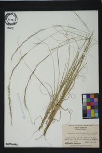 Aristida purpurascens image