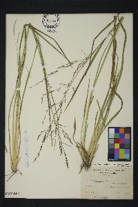 Coleataenia longifolia subsp. longifolia image