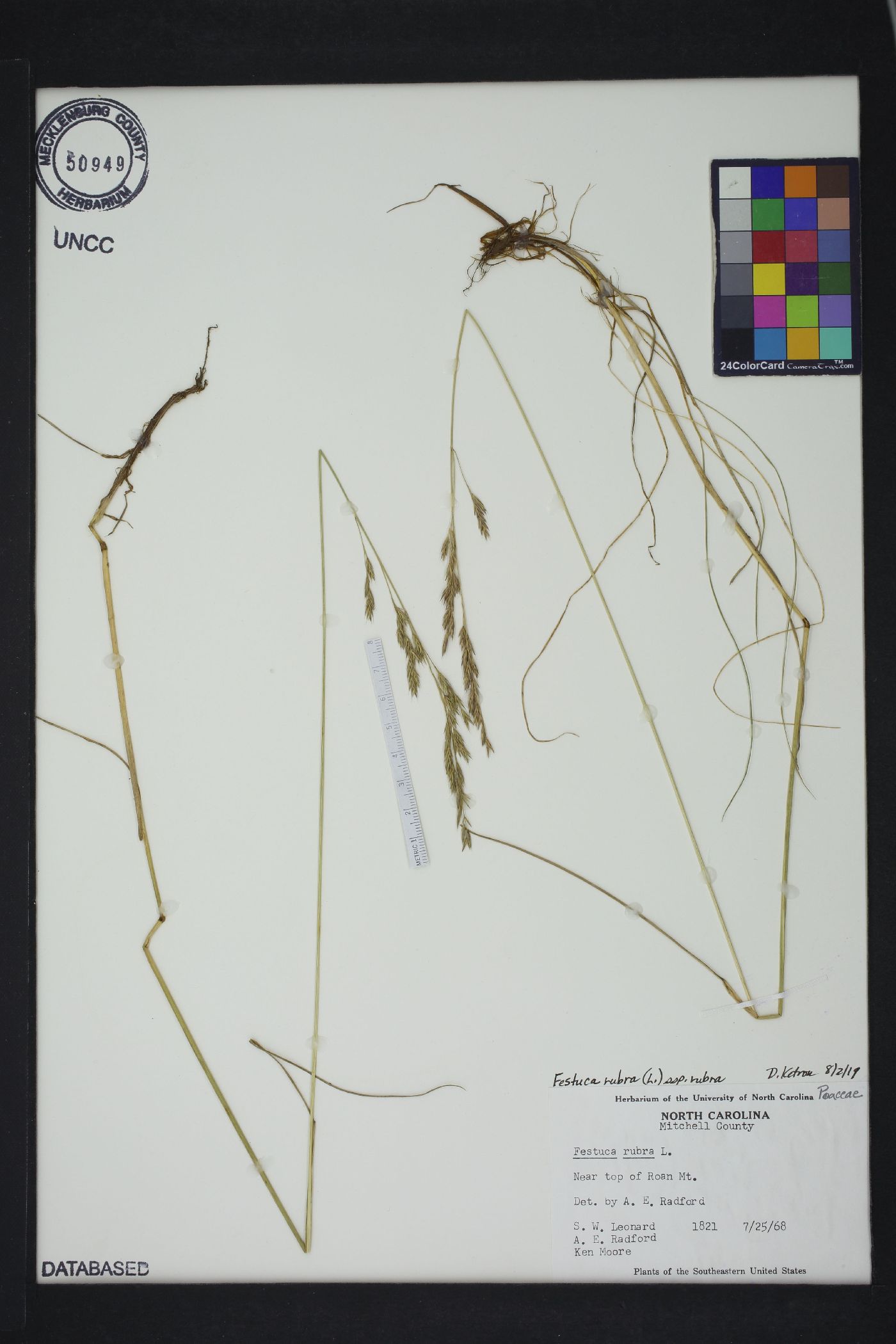 Festuca rubra subsp. rubra image