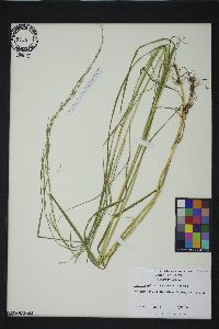 Glyceria melicaria image