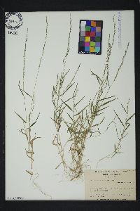 Muhlenbergia schreberi image