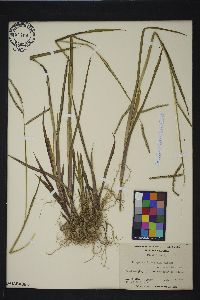 Paspalum boscianum image