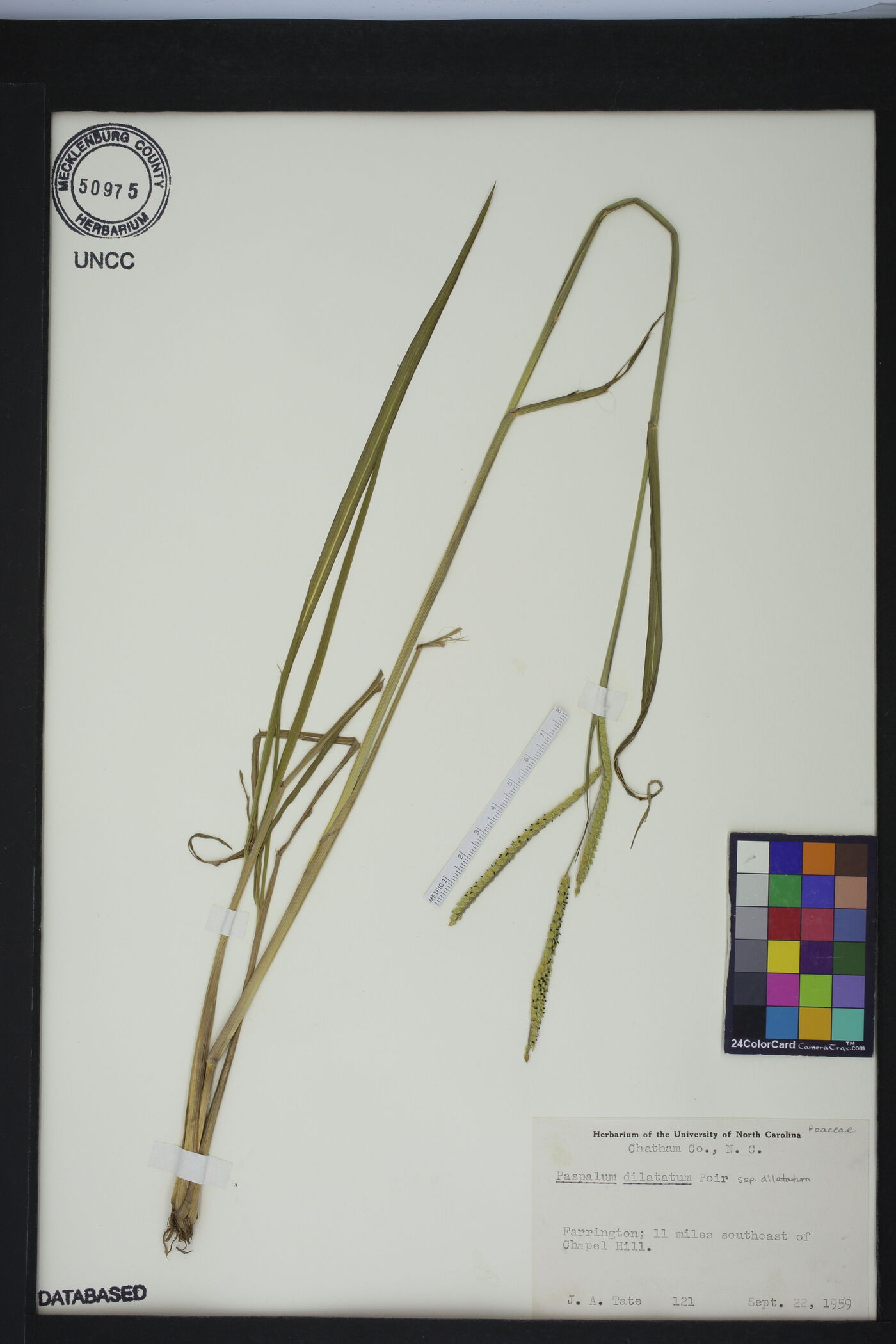 Paspalum dilatatum subsp. dilatatum image