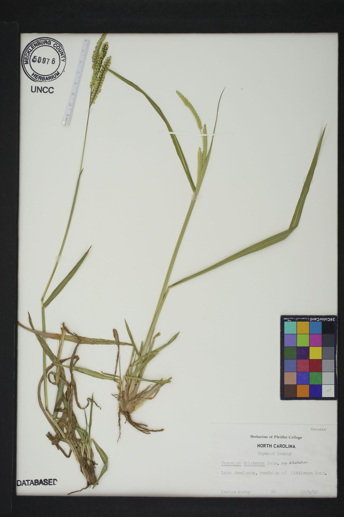 Paspalum dilatatum subsp. dilatatum image