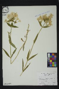 Phlox glaberrima image