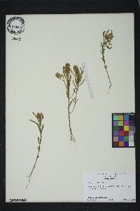 Polygala cruciata image