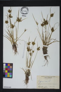 Cyperus iria image