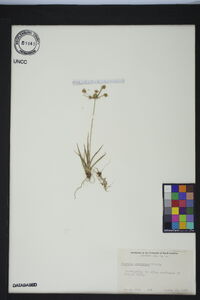 Cyperus retrorsus image
