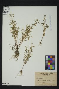 Rotala ramosior image