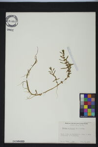 Rotala ramosior image