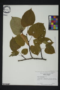 Tilia americana var. heterophylla image