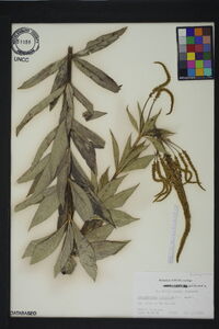 Veronicastrum virginicum image