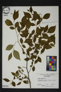 Styrax americanus var. americanus image