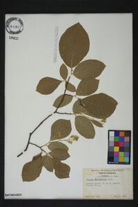 Styrax grandifolius image