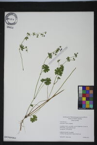 Geranium molle image