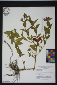 Rhexia nashii image