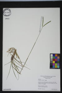 Paspalum notatum image