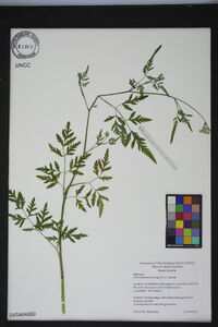 Torilis arvensis subsp. arvensis image
