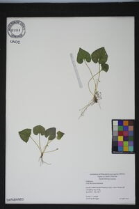 Viola hirsutula image