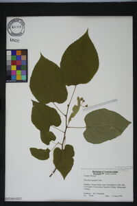 Tilia americana var. heterophylla image