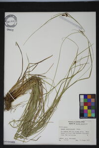 Carex caroliniana image