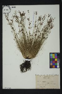 Bulbostylis capillaris subsp. capillaris image