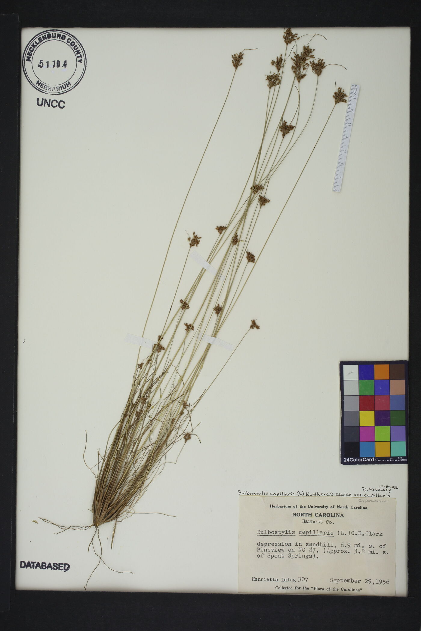 Bulbostylis capillaris subsp. capillaris image