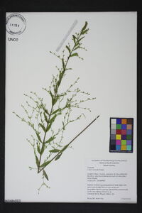 Linum striatum image