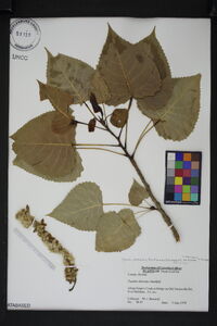 Populus deltoides subsp. deltoides image