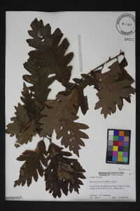 Quercus × beadlei image