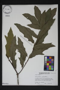 Quercus x subfalcata image