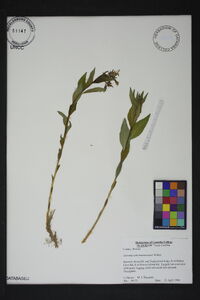 Amsonia salicifolia image