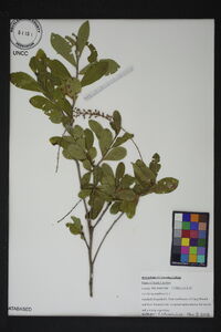 Cyrilla racemiflora image