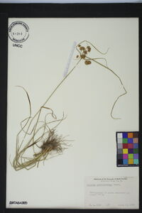 Cyperus pseudovegetus image