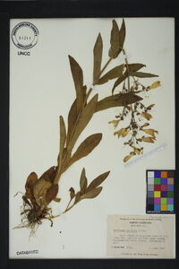 Penstemon canescens image