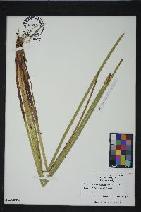 Eleocharis equisetoides image