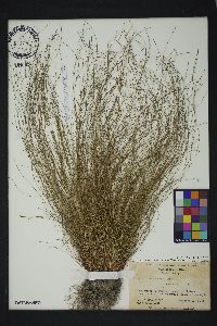 Eleocharis microcarpa var. filiculmis image