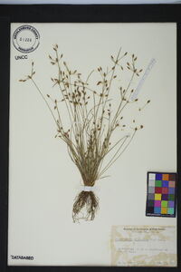 Fimbristylis dichotoma image