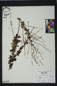 Desmodium ciliare image