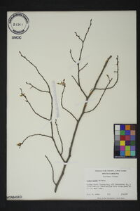 Ulmus alata image