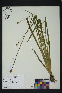 Xyris difformis image