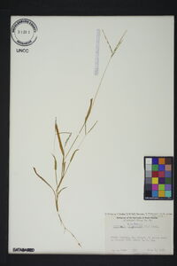 Digitaria villosa image