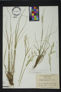 Danthonia sericea image