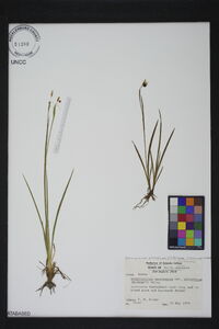 Sisyrinchium atlanticum image