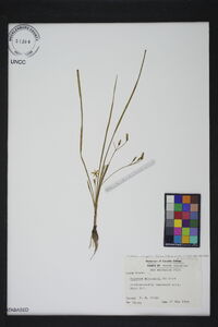 Hypoxis wrightii image