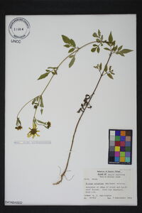 Bidens aristosa image