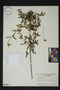 Ilex myrtifolia image