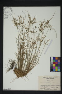 Fimbristylis dichotoma image