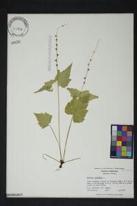 Mitella diphylla image