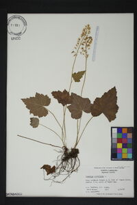 Tiarella cordifolia image